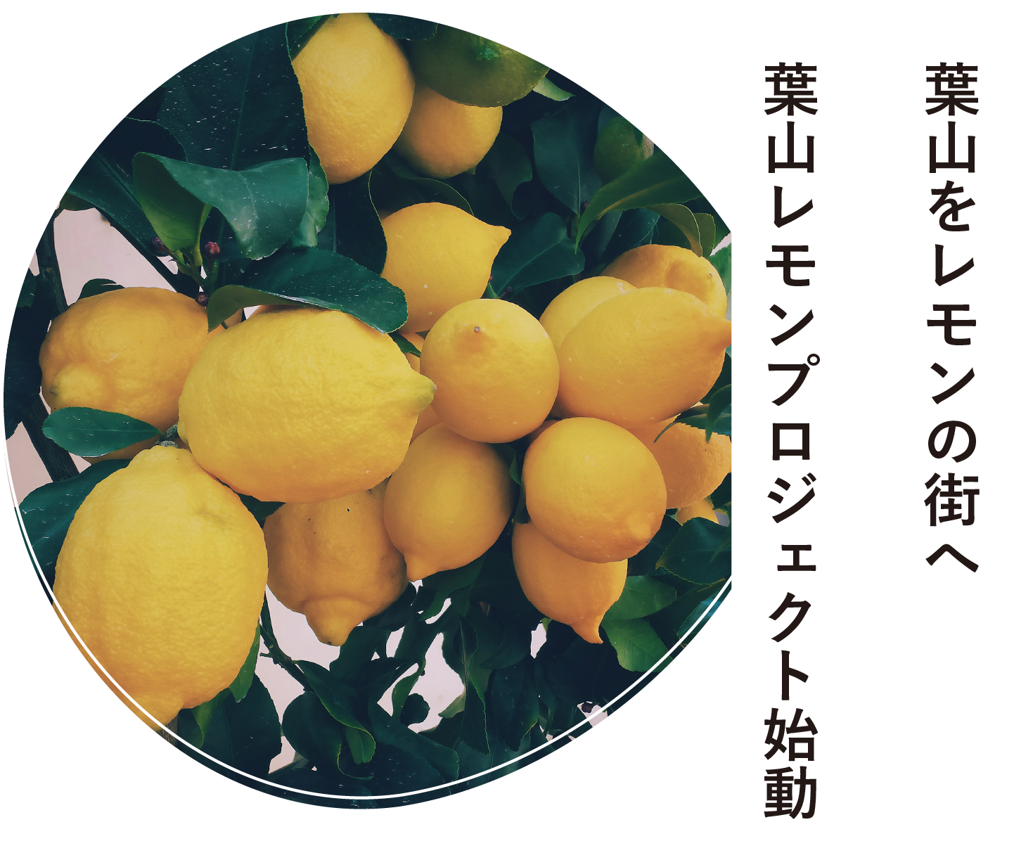 葉山をレモンの街へ、葉山レモンプロジェクト始動